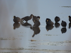 Fulica rufifrons
