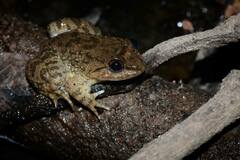 Limnonectes megastomias