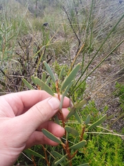 Hakea incrassata