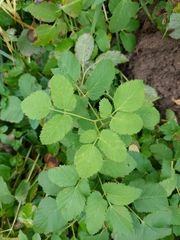 Aegopodium podagraria