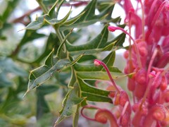 Grevillea bipinnatifida