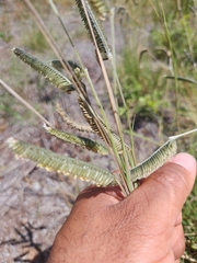 Harpochloa falx