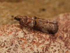 Conobathra hemichlaena