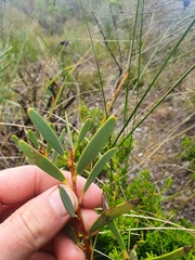Hakea incrassata