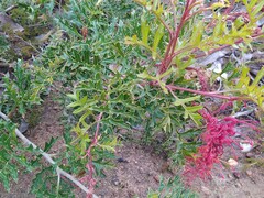 Grevillea bipinnatifida