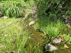 Juncus lomatophyllus
