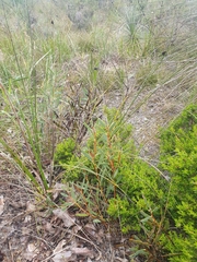 Hakea incrassata