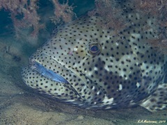 Epinephelus malabaricus