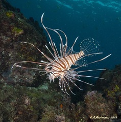 Pterois