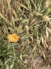 Oenothera stricta