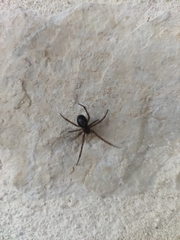 Lycosoides coarctata