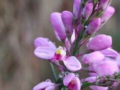 Comesperma