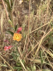 Oenothera stricta