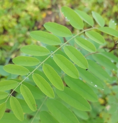 Robinia pseudoacacia