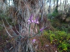 Comesperma
