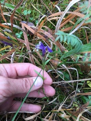 Gentianopsis ciliata