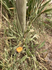 Oenothera stricta