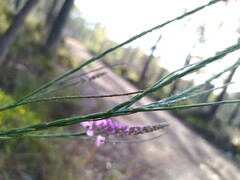 Comesperma