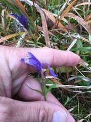 Gentianopsis ciliata