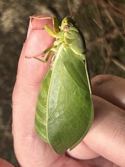 Cystosoma saundersii