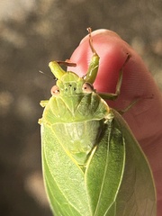 Cystosoma saundersii