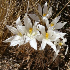 Gethyllis ciliaris