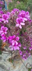 Pelargonium cucullatum