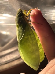 Cystosoma saundersii