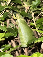 Cystosoma saundersii