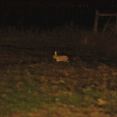 Lepus granatensis