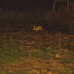 Lepus granatensis