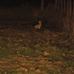 Lepus granatensis