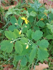 Chelidonium majus