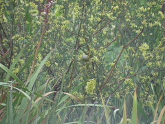 Serinus canicollis