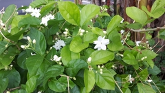 Jasminum sambac
