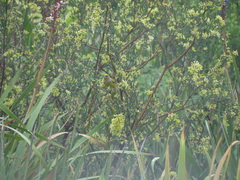 Serinus canicollis