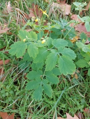 Chelidonium majus