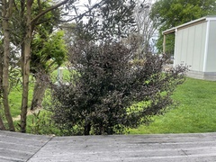 Austropuccinia psidii