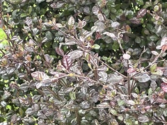 Austropuccinia psidii