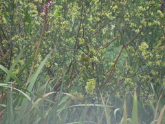 Serinus canicollis