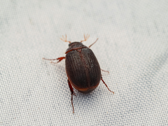 Maladera holosericea