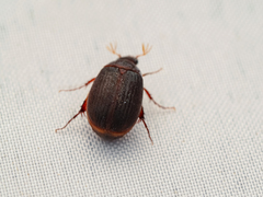 Maladera holosericea