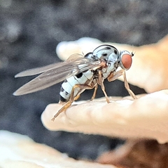 Polyporivora picta