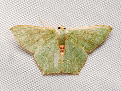 Hemithea tritonaria