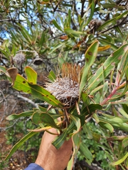 Protea susannae