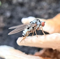 Polyporivora picta