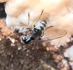 Polyporivora picta