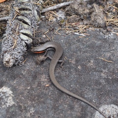 Acritoscincus platynotus