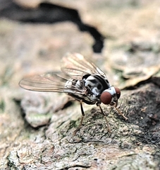 Polyporivora picta