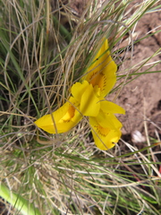 Moraea spathulata